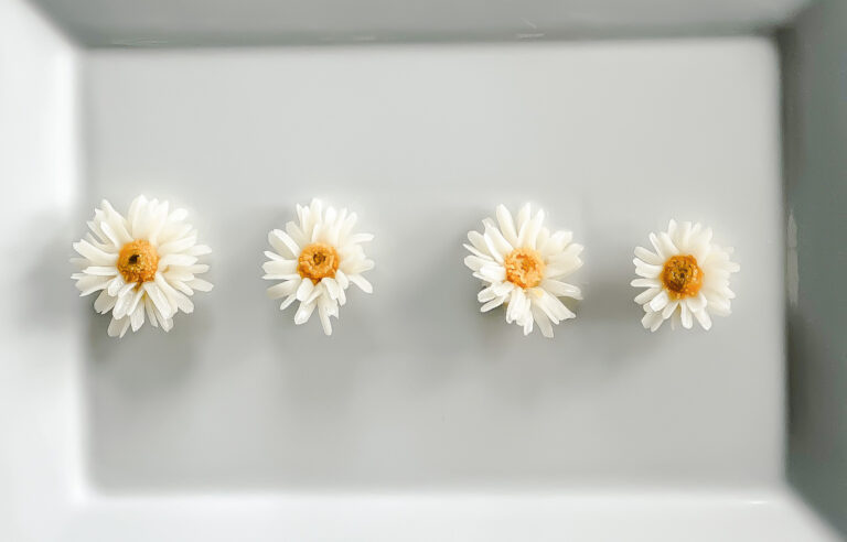 14. The Shasta Daisy